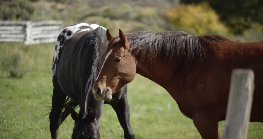 Two horses pasturing on the green grass on a field at day time
