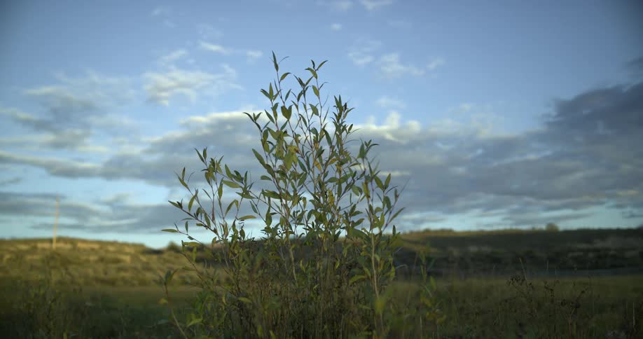 Scrubland with grasses and herbs against the blue sky with clouds