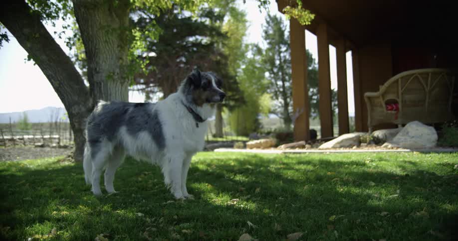 Pet dog standing attentively on the grass in the house backyard