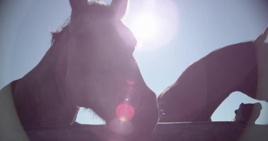Two horses have their heads over the railing with bright sun