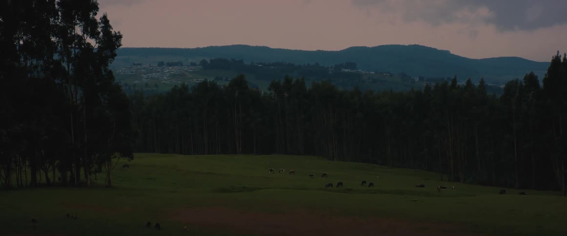 A herd of animals graze in a field surrounded by trees on a cloudy evening