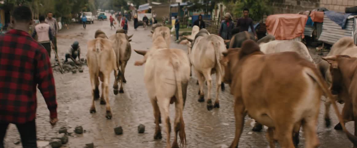 A herd of cows walk through the town