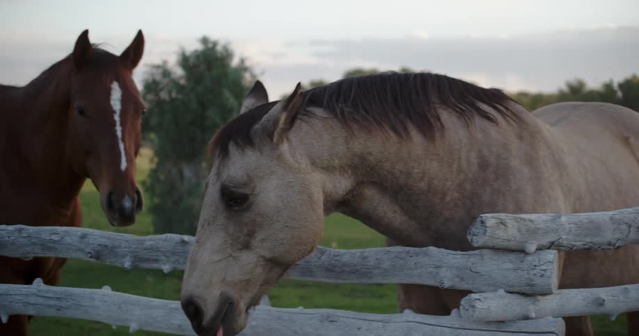 Two horses are standing a fence in spring