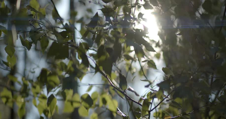 The sun is shining on the trees in a forest