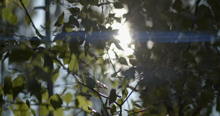 Sun shining through tree branches and leaves