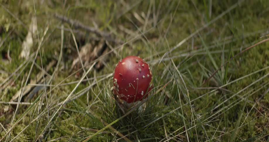 Small red cap mushroom growing in the green grass