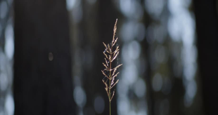 Small plant blowing in the wind in a forest with a beam of sunlight shining down on it