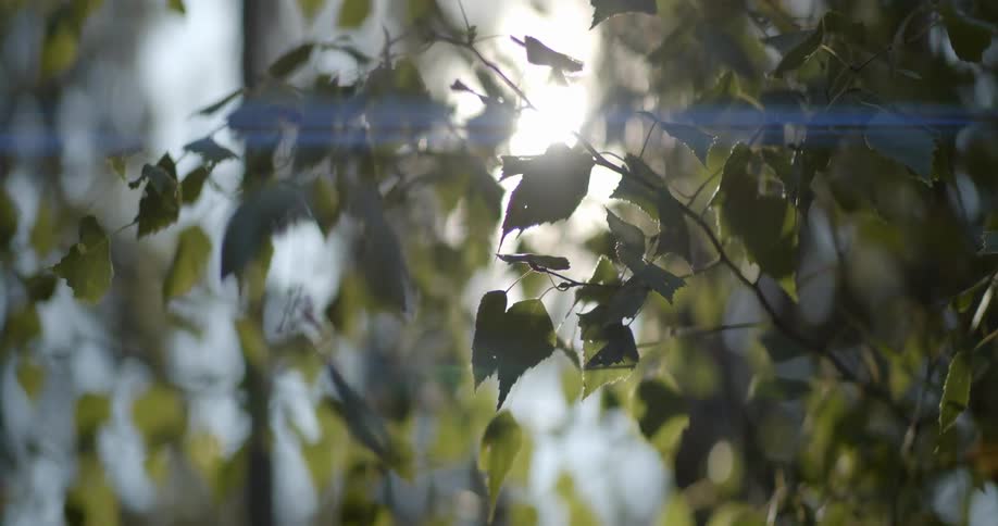 A tree with branches and leaves with the sun the sky and clouds in the background