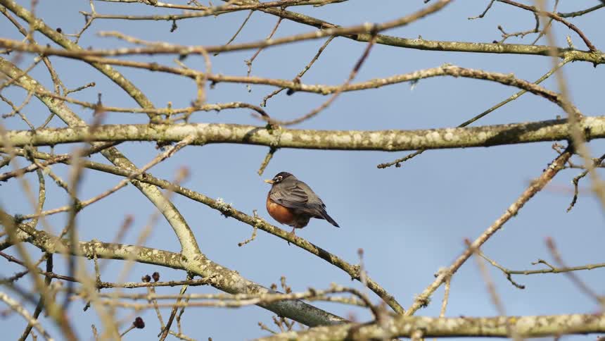 A bird perched on a branch in a tree