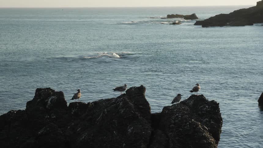Seagulls sitting on a rock on the shore
