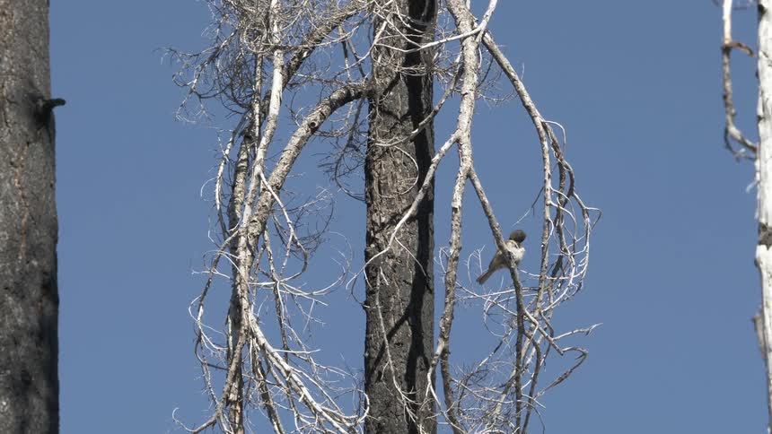A bird is perched on the tree