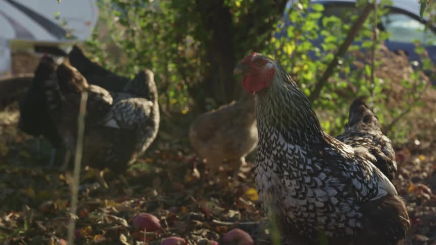 Chickens are walking around a farm during the day