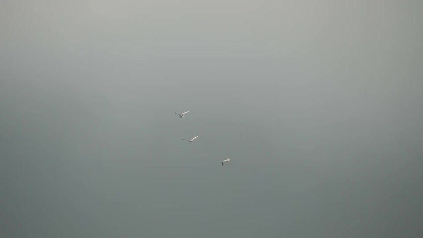 Three seagulls flying together