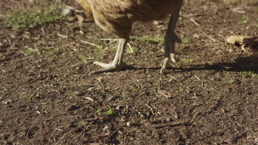 A chickens feet walking across dirt