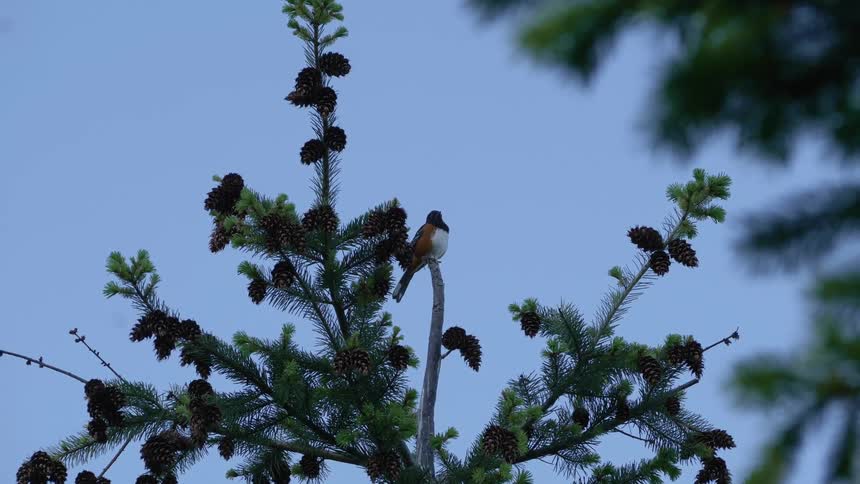 A bird sits on a branch of a tree outdoors with a blue sky in the background