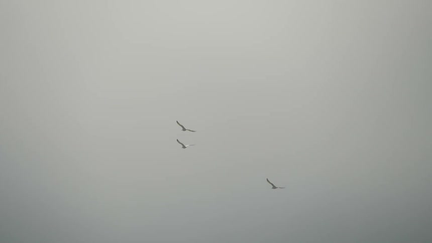 Three white birds flying in front of the gray clouds of an overcast day