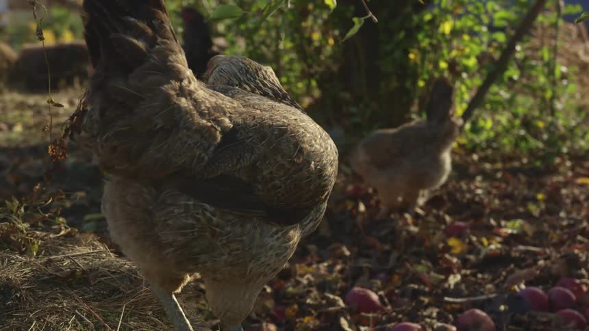 A group of chickens eating