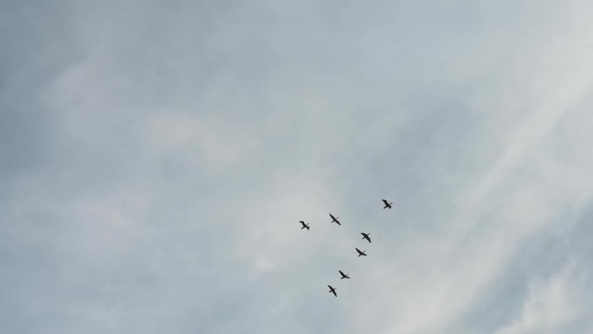 Flock of birds lying in formation on a cloudy day