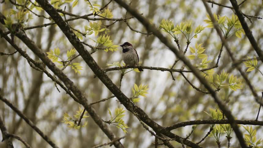 A bird is flying onto a tree