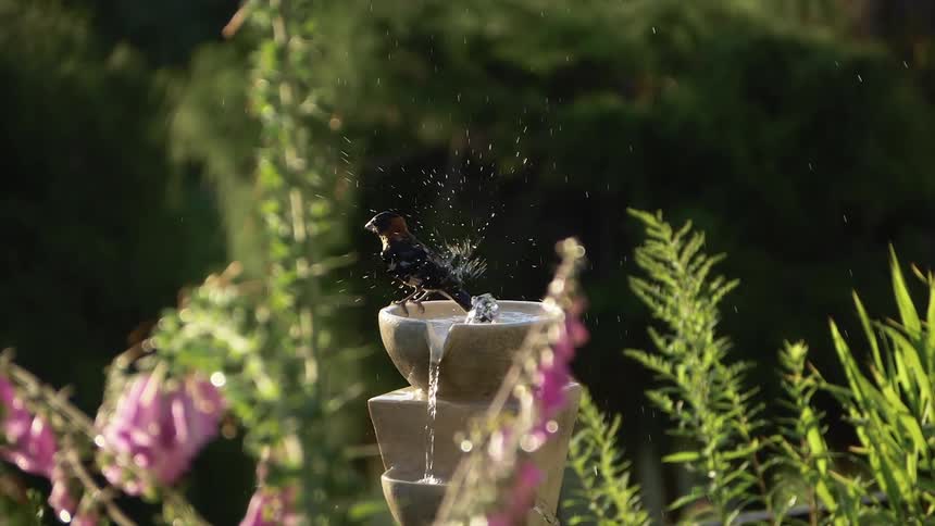Bird takes a bath in a fountain with plants and flowers all around on a sunny day