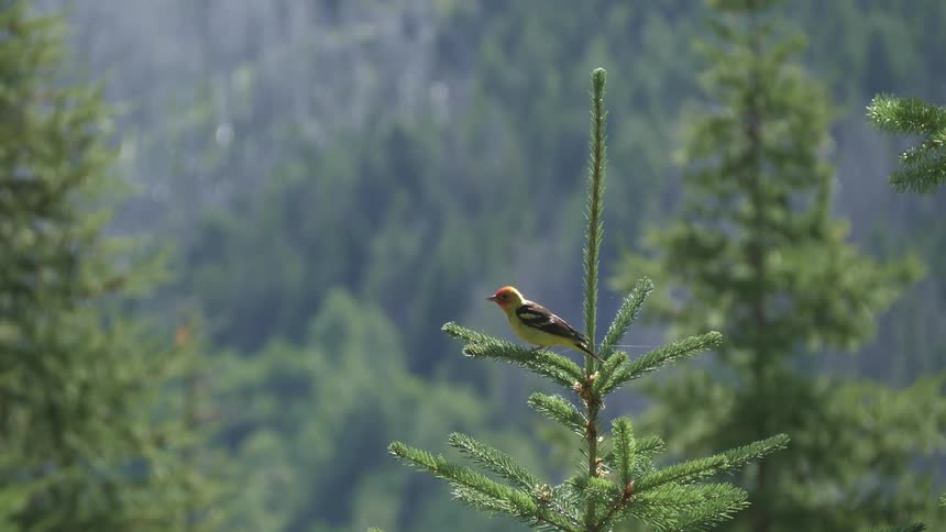 A close up of a bird on the top of a tree before flying away