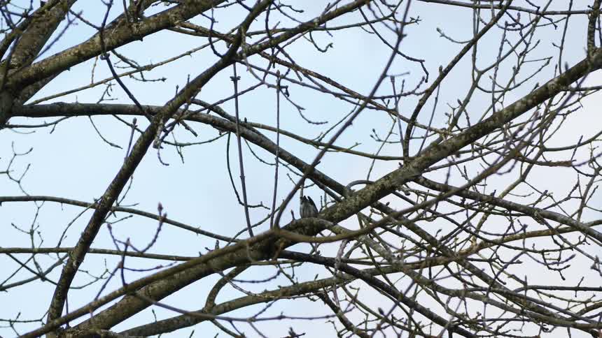 A sparrow hops from one branch to another on a tree with no leaves