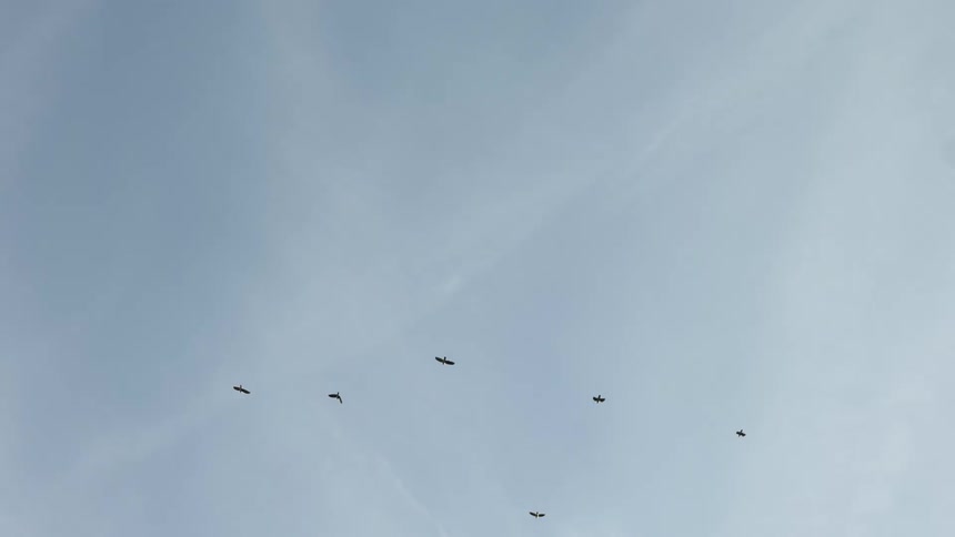 A blue sky streaked with white clouds and birds flying with trees on the ground