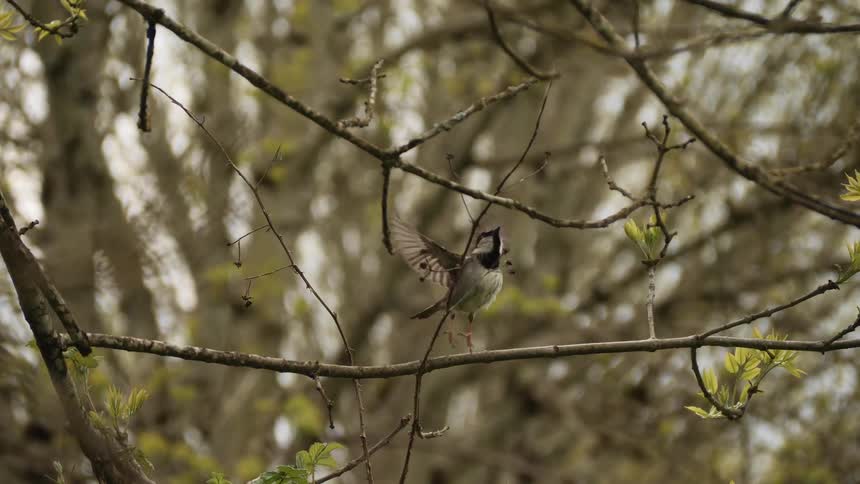 A bird is standing on a tree and flies away