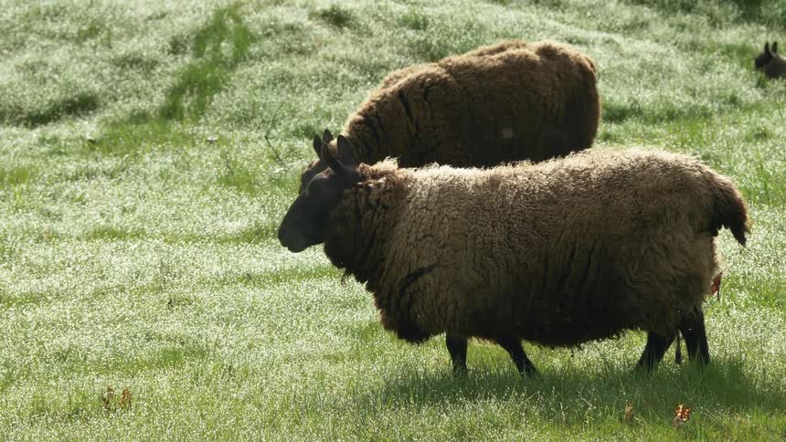 Sheep graze on grass during daylight