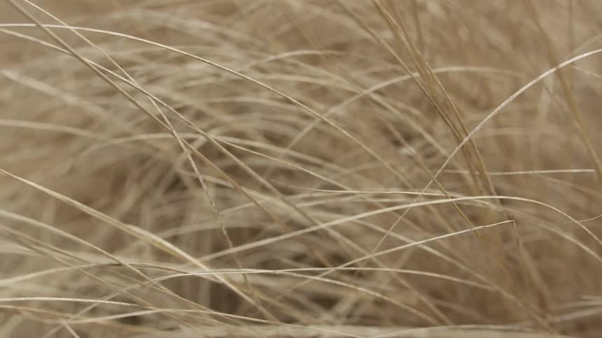 Tall yellow dry grass at daytime swaying in the breeze