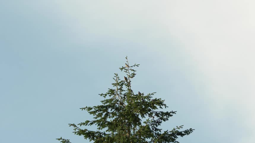 Birds flying from the branches atop a pine tree at day time