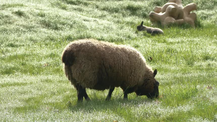 A sheep is eating grass outdoors in spring