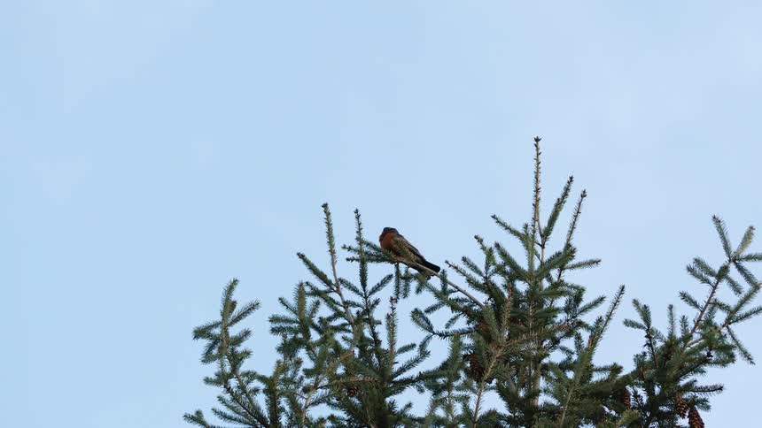 A small bird perched on the top of a piney tree flaps its wings and flies away