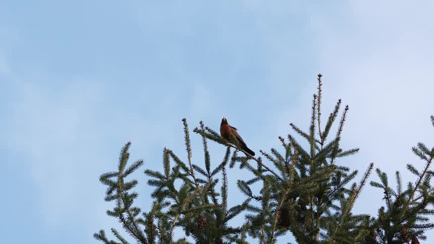 A small orange and black bird sits at the top of a pine tree