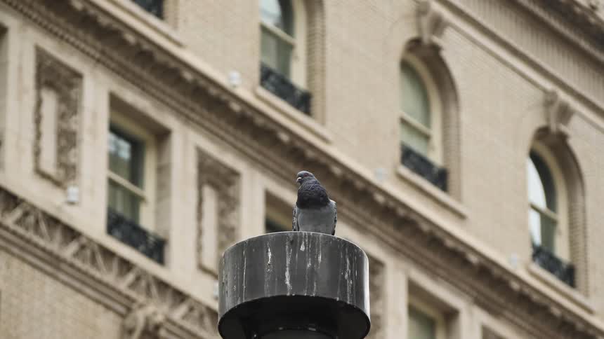 Pigeon standing atop of a post in front of a building in the city