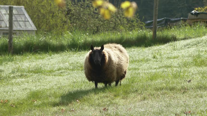 A sheep stands on grass outdoors enclosed by a fence
