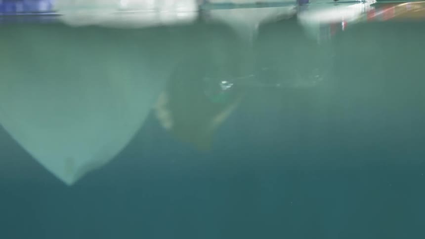 Garbage floating in a swimming pool