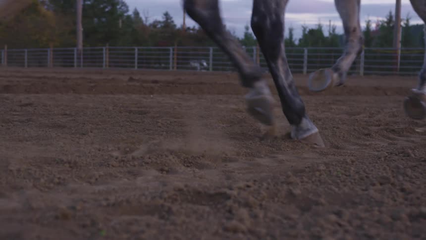 Horse galloping on the soil in a corral at evening