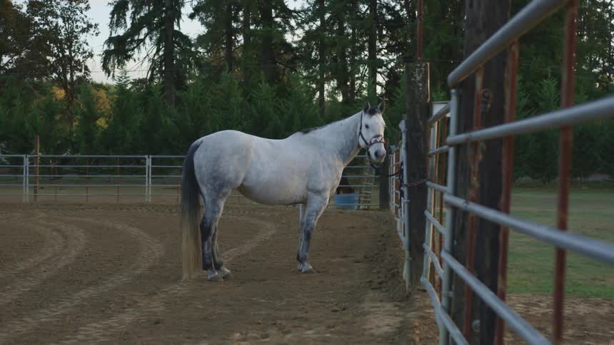 A gray horse stands in a corral besides a metal fence