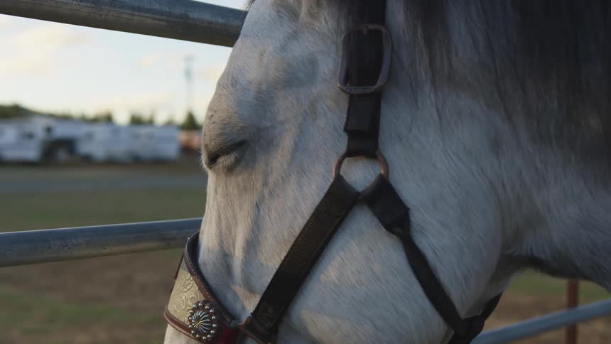 A close up of a horse at a fence