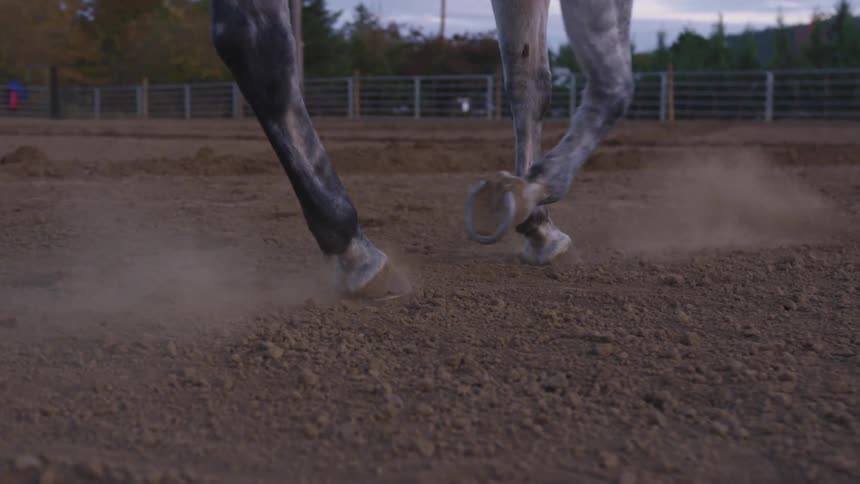 A horse is walking around in a fenced in area