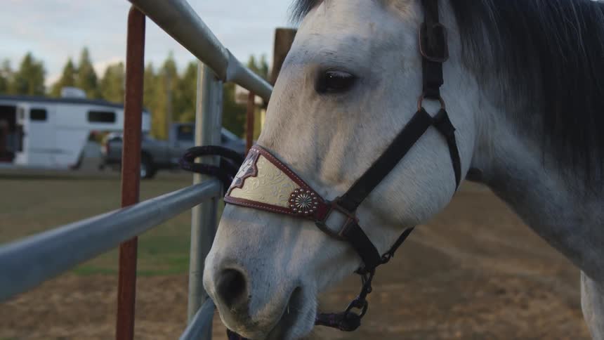 A gray horse stands next to a fence outdoors with a tuck on the side