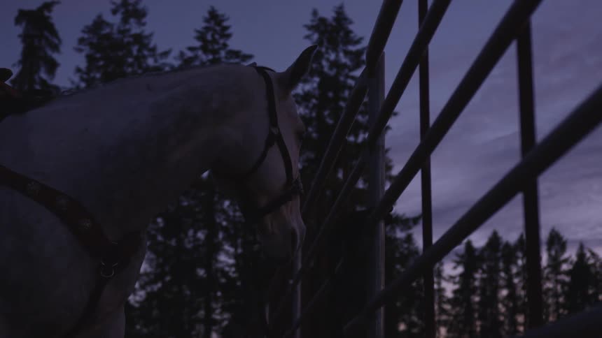 A white horse stands next to a railing and trees
