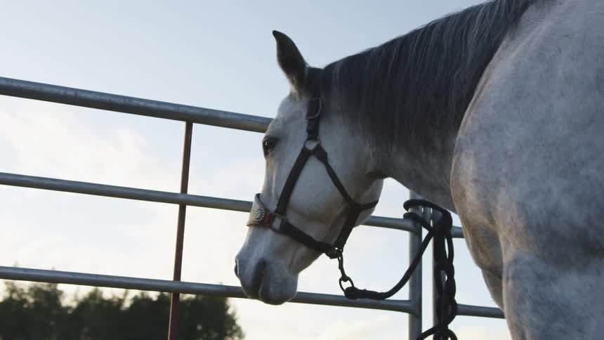A close up of a horse at a fence