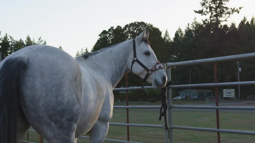 A horse in a pen on farmland