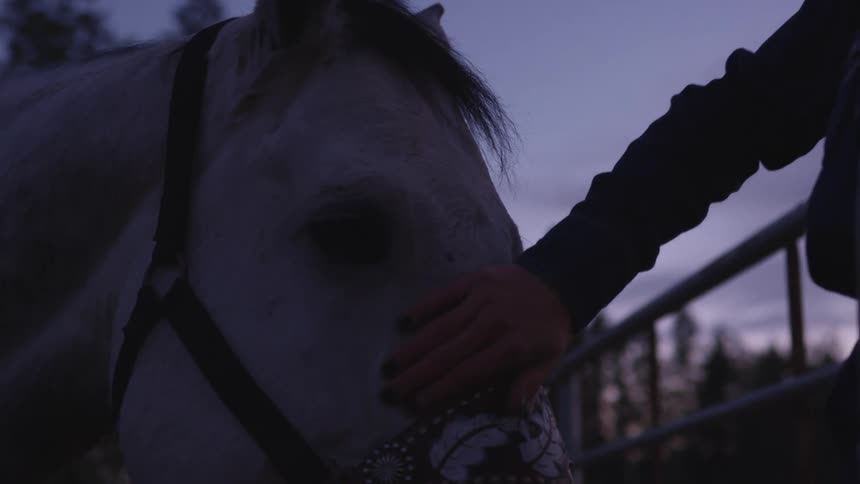 Close up of a woman caressing a horse in the head at sunset