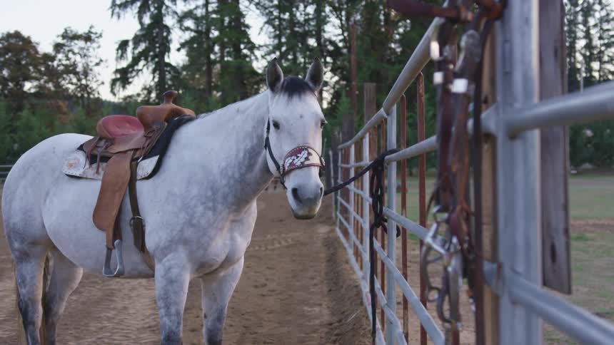 A horse tied to a fence