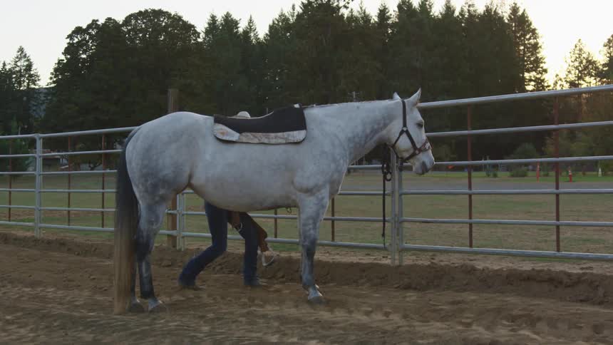 A woman prepping a horse