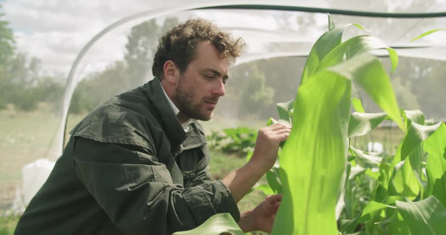 A man is checking his garden outside