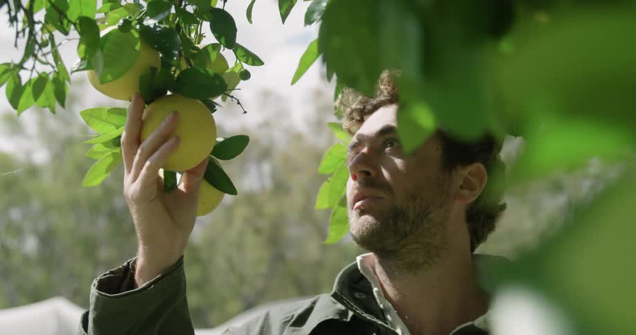A man approaches a group of fruit hanging from the branch of a tree and examines them before walking away